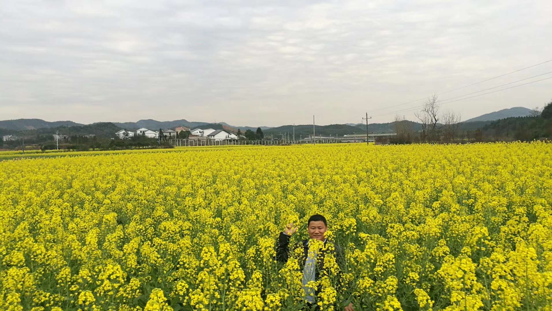 油菜花海 油菜花海